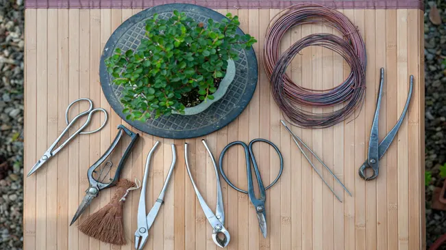 How to Prune Bonsai Trees: A Step-by-Step Guide to Perfect Shaping