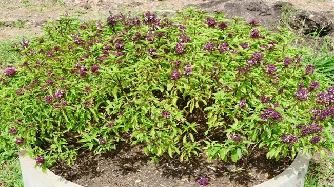 Holy Basil performs best when it receives full sunlight