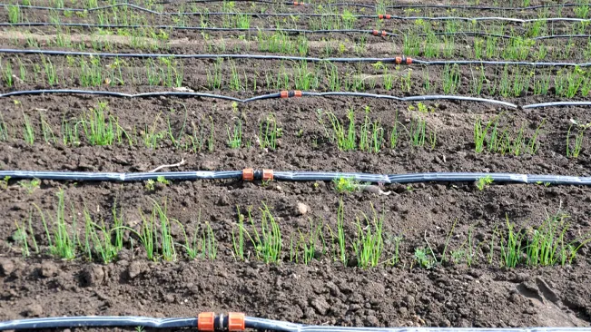 Field with drip irrigation