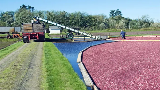 Man sweeping cranberries in bog onto conveyor belt that takes them to boxes on truck
