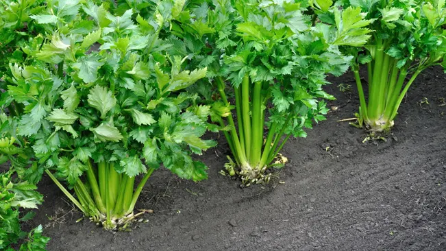  Celery (Apium graveolens)
