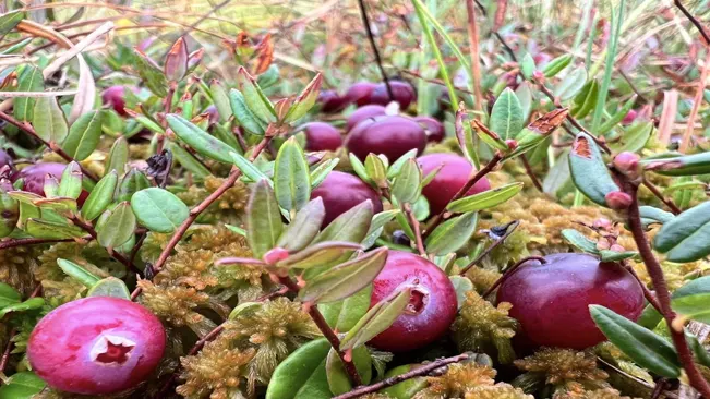 Cranberries (Vaccinium macrocarpon) are perennial