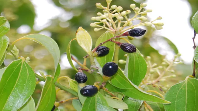 These flowers give way to small, berry-like fruits that ripen to a dark purple color