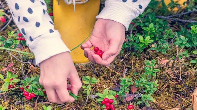 Hand-picking is gentle on the cranberries