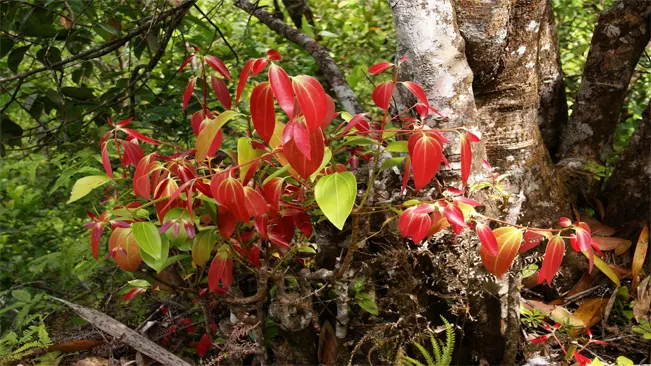 Cinnamon (Cinnamomum verum or Cinnamomum cassia) is a tropical evergreen tree native to Sri Lanka and Southeast Asia