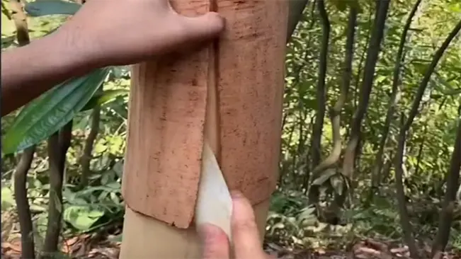 Using a sharp knife or specialized tool, carefully strip away the outer bark from the selected branches