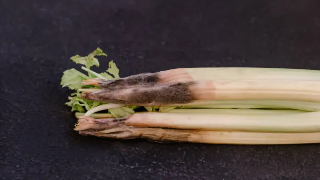 Diseases Affecting Celery (Pink Rot)