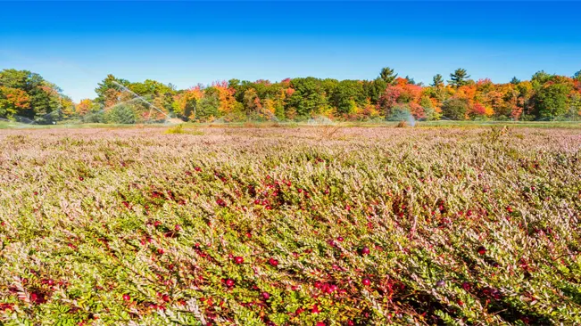 cranberry field during autumn with colorful forest in the background