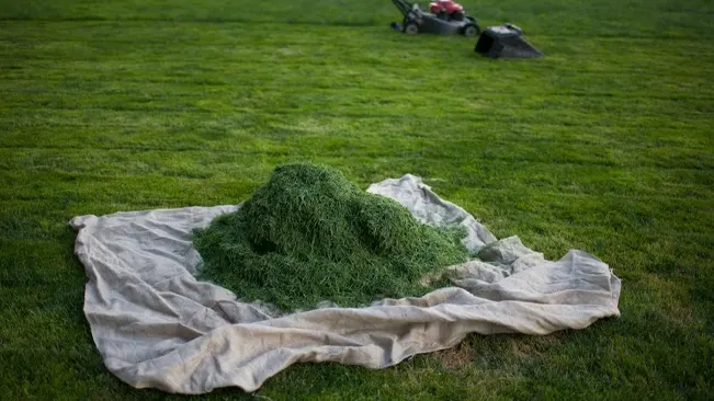 Pile of grass clippings on a tarp