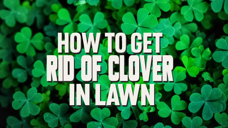 How To Get Rid Of Clover In Lawn Without Killing Your Grass