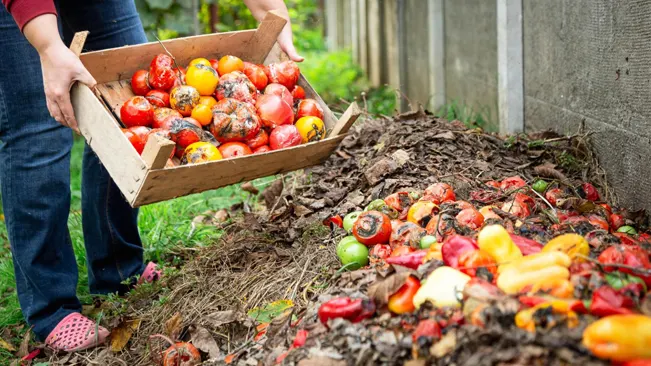 person, visible from the waist down, disposing rotten vegetables from a wooden crate into a compost pile in a backyard or garden area.