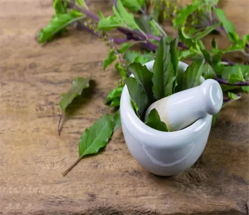 Holy Basil leaves in a white mortar and pestle on a wooden surface, with purple-stemmed Holy Basil in the background.