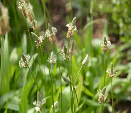 Stalks of broadleaf plantain with elongated seed heads, varying from vibrant green to brown, emerging from a lush garden bed.