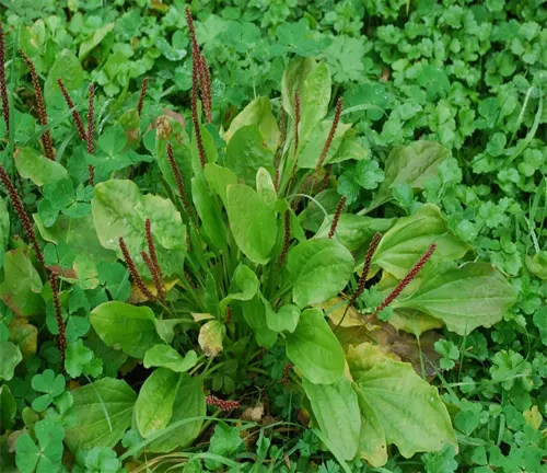  Plantago major subsp. major, with its broad green leaves and prominent flower spikes, nestled among clover in a moist habitat.