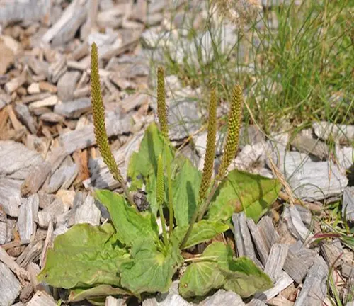 Plantago major subsp. intermedia with elongated flower spikes and broad leaves growing among wooden chips in a garden setting.