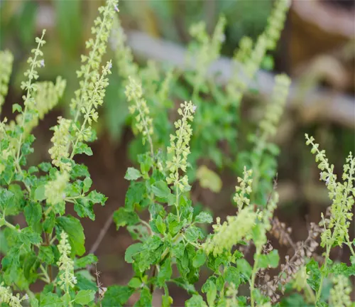 Clusters of Rama Tulsi with elongated flower spikes and serrated green leaves, indicative of a healthy herbal plant.
