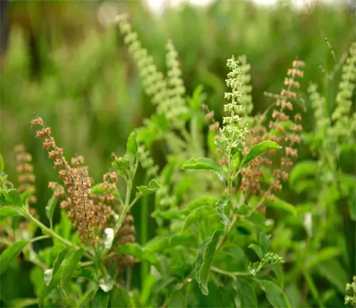 Krishna Tulsi plants with green and purple leaves and clusters of small blooming flowers
