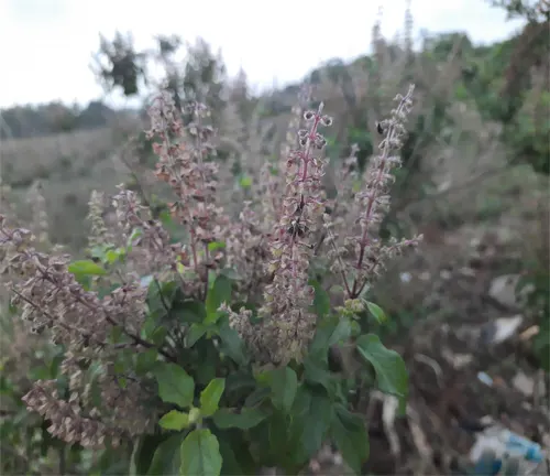Vana Tulsi plant with seed-bearing flower spikes, surrounded by green foliage, set against a natural outdoor.