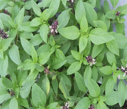 Kapoor Tulsi with fresh green leaves and clusters of purple flower buds close to blooming.