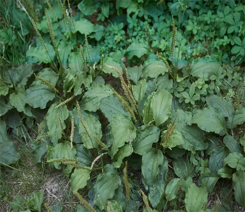  Cluster of broadleaf plantain plants showing their characteristic wrinkled leaves and tall, slender flower spikes in a shaded woodland area.