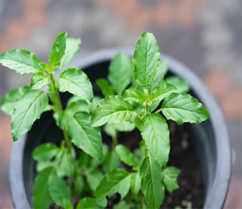 Young Holy Basil plants with fresh green leaves growing in a black pot.