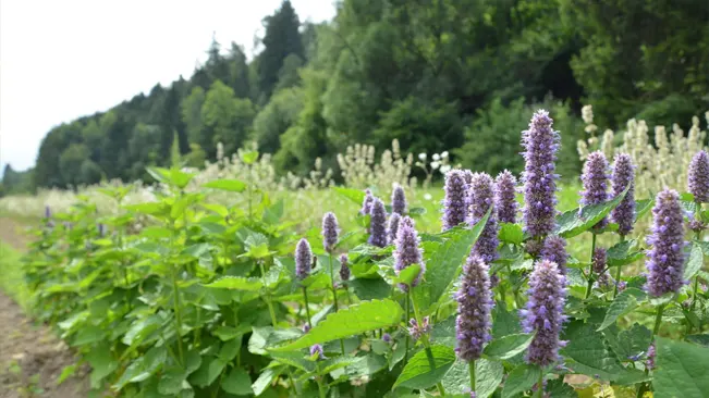 Hyssop plants with purple flower spikes beside a forest path.