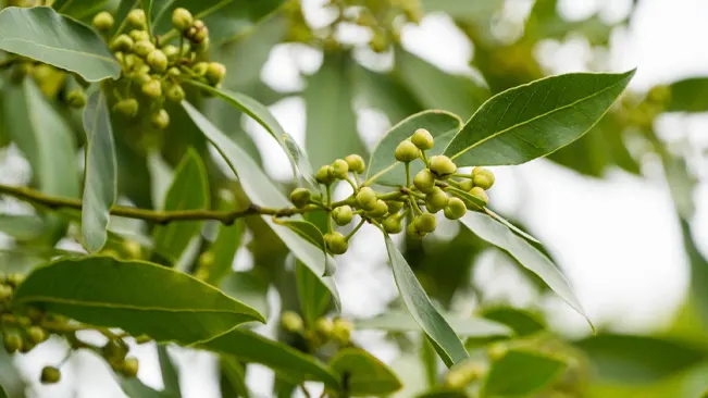 Bay Leaf Plant with clusters of immature berries and glossy green leaves.