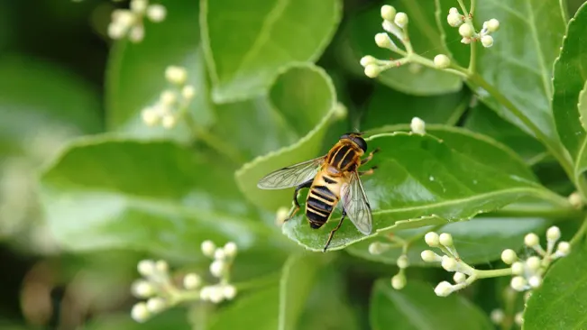 A bee pollinating the small white flowers of a Bay Leaf plant, highlighting its ecological importance.