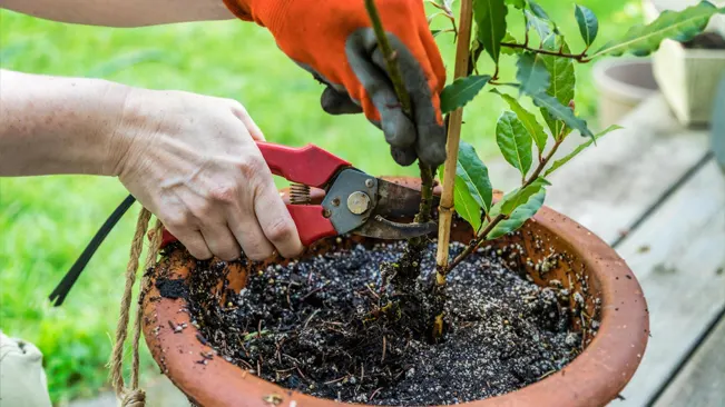 Hands pruning a young Bay Leaf plant in a terracotta pot, illustrating active cultivation and plant care.