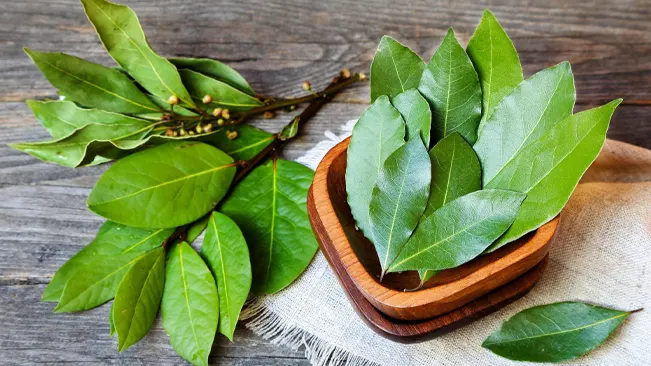 Fresh bay leaves on a wooden bowl and branch, commonly used for cooking and flavoring dishes.