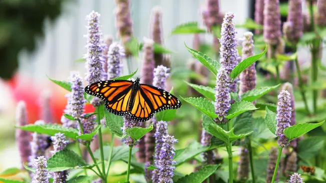 A monarch butterfly perched on purple hyssop flowers with green foliage in the background.