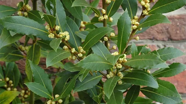California Bay Leaf plant, Umbellularia californica, with clusters of buds among glossy green leaves.