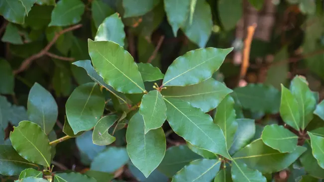 Turkish Bay Leaf, Laurus nobilis var. angustifolia, with slender leaves, commonly used in Mediterranean cuisine.