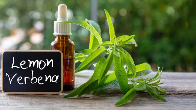 A bottle of lemon verbena essential oil with a fresh verbena plant and labeled sign on a wooden surface.
