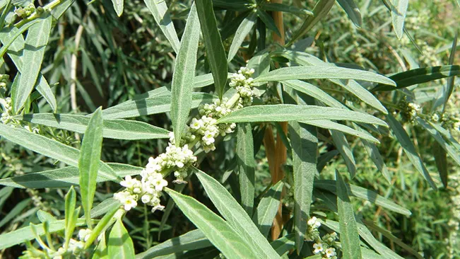 Aloysia polystachya plant with slender leaves and clusters of tiny white flowers in natural daylight.