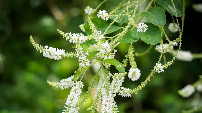 Delicate Aloysia virgata in bloom with long, white flower spikes against a blurred green background.
