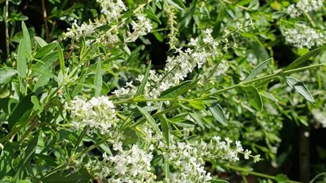 Aloysia lycioides shrub showcasing clusters of small, white flowers amid slender green leaves, highlighted by bright sunlight
