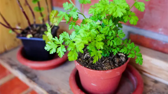 Potted chervil plant with vibrant green leaves thriving in a terracotta pot, showcasing botanical beauty on a brick surface.