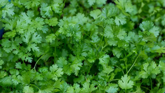 A dense cluster of fresh chervil with vibrant green, feathery leaves, indicative of the herb's delicate flavor.