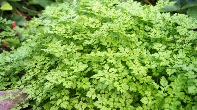 Lush chervil plant with delicate green leaves, embodying woodland elegance in a natural garden setting.