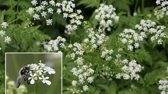 Chervil plants in bloom with clusters of small white flowers, highlighting their ecological importance, inset with a pollinating bee.