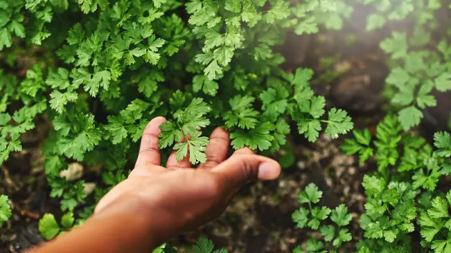 A hand gently touching the leaves of a chervil plant, suggesting the interaction with its fresh fragrance.