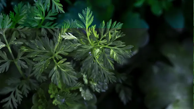 Close-up of wild chervil leaves, highlighted against a dark, shadowy background.