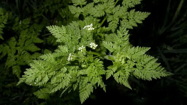 Bur chervil plant with intricate leaves and tiny white flowers, spotlighted in the darkness.