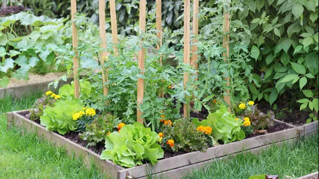 List on How to Design Vegetable Garden Layouts for Any Space
