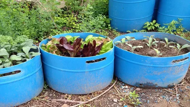 Repurposed blue plastic barrels cut in half and used as containers for growing various leafy vegetables in a sustainable container garden setup.