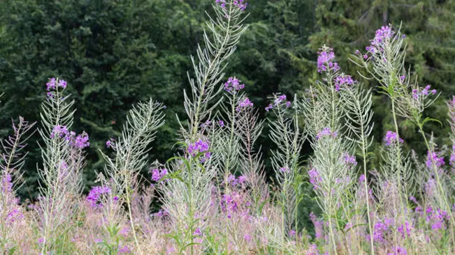 Tall, slender Hyssopus angustifolius plants with delicate purple flowers in a natural setting with a forest backdrop.