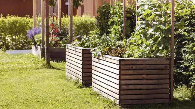 Elevated wooden raised garden beds filled with a variety of vegetables, supported by stakes, in a lush backyard garden setting with green grass.