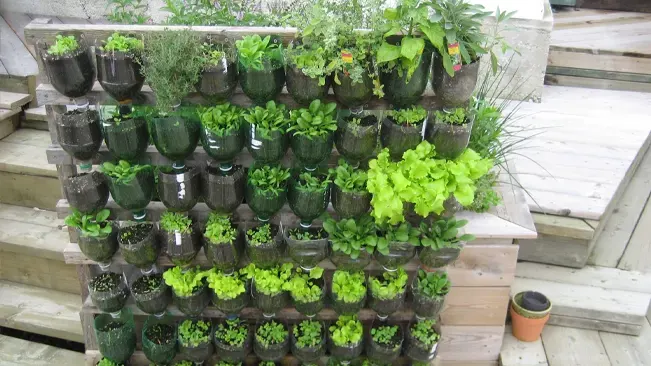 A vertical garden setup using recycled green plastic bottles as planters, arranged in rows on a wall, cultivating a variety of lush green herbs and leafy plants.