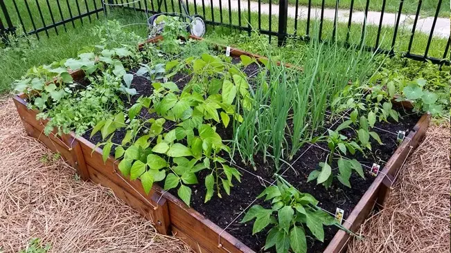 A square foot garden with various vegetables neatly organized into sections within a wooden raised bed, mulched with straw, in a fenced backyard area.
